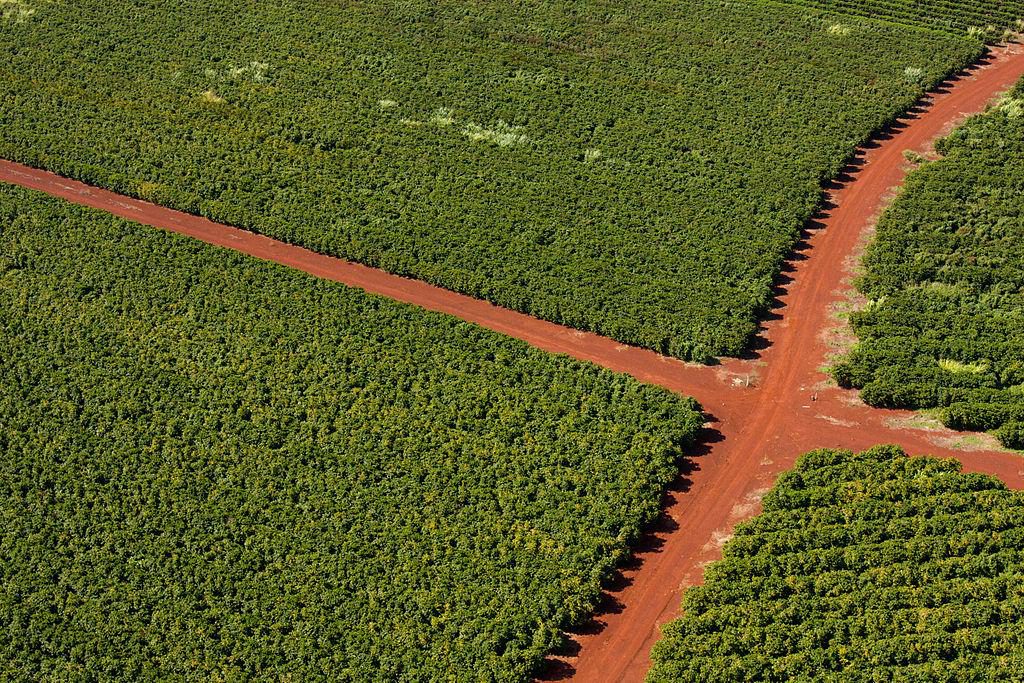Coffee Plantation in Hawaii